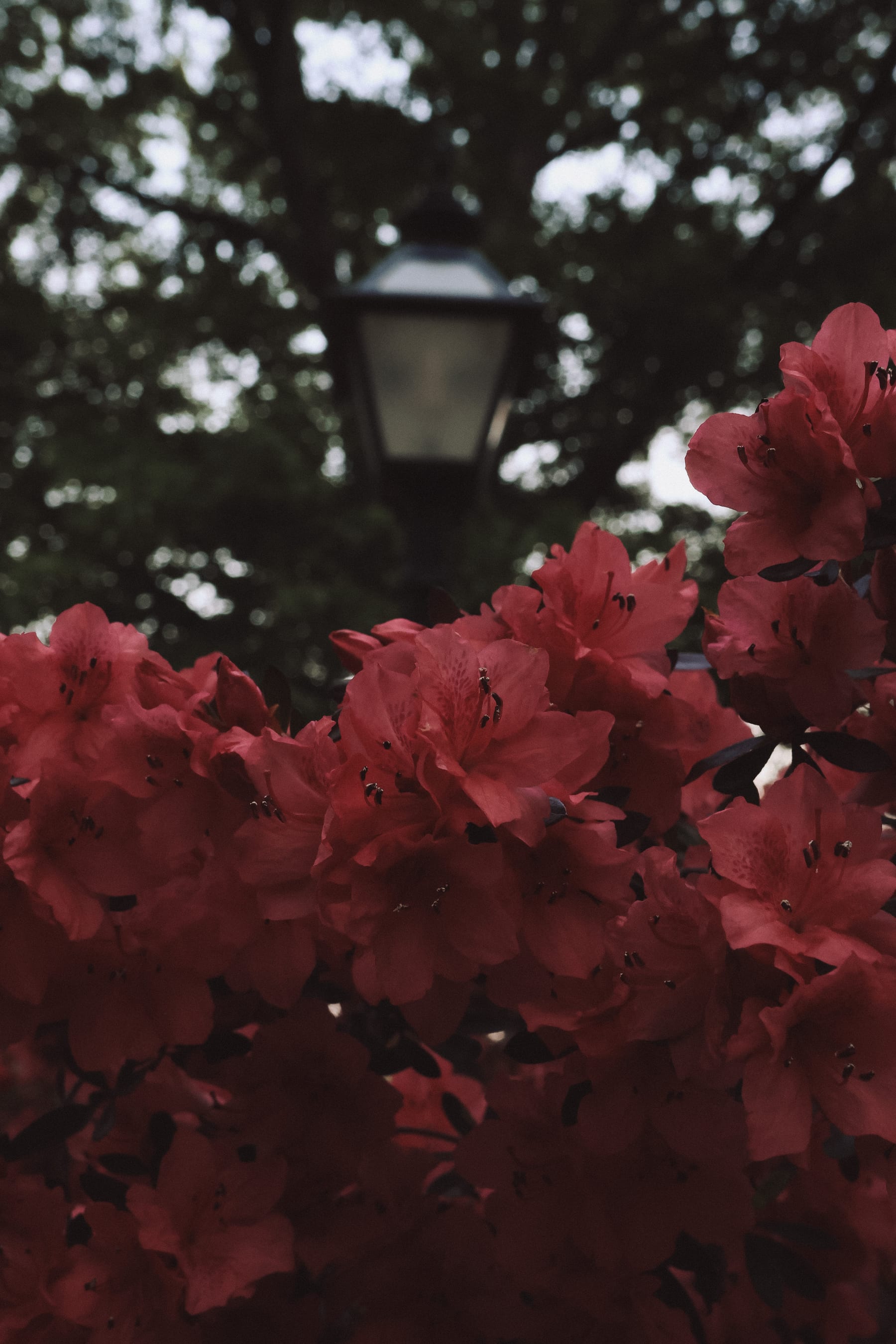 Landscape 3 by Cason Leleux