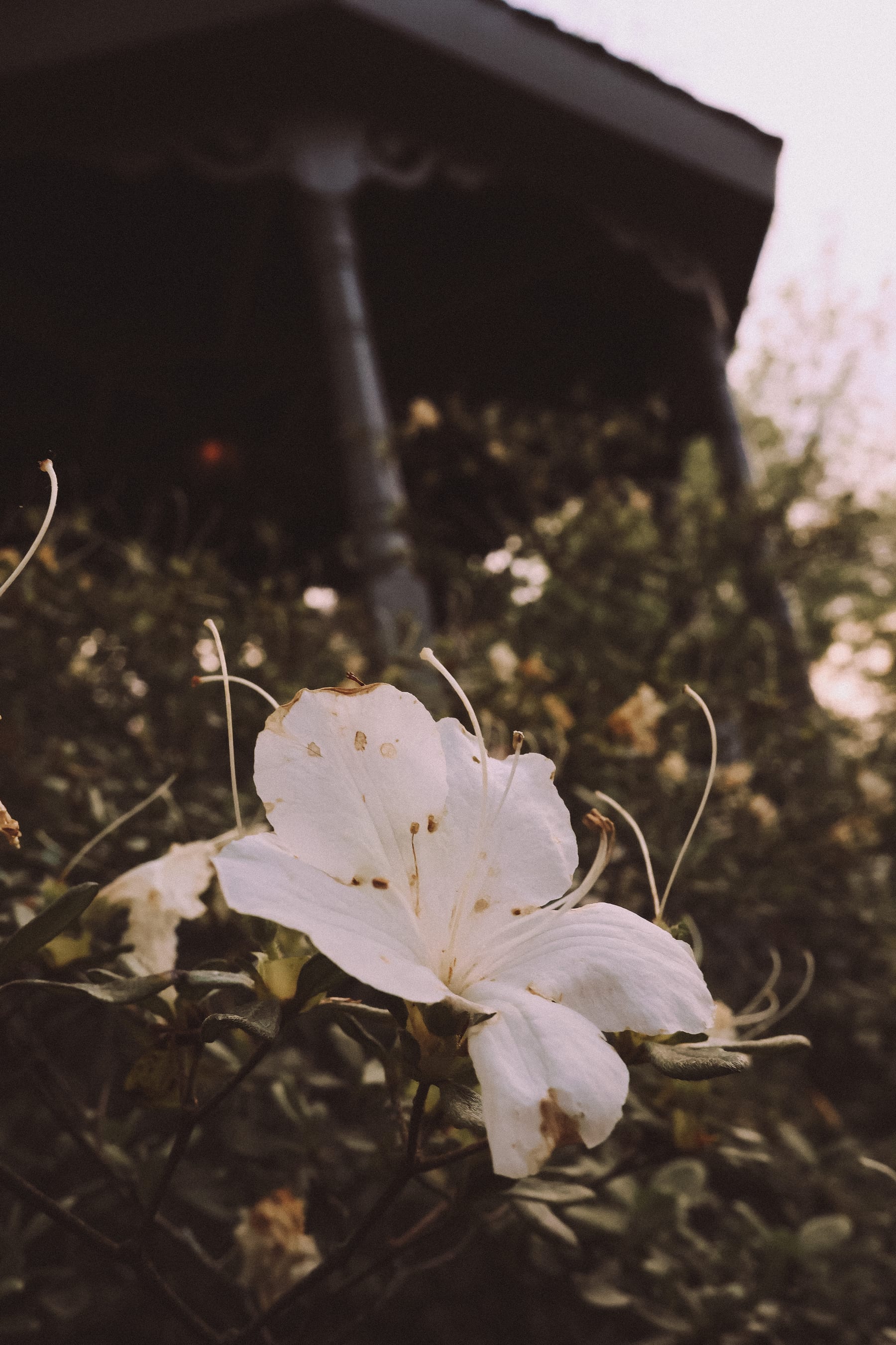 Landscape 4 by Cason Leleux